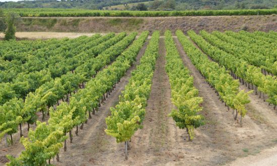 Vignes Mas Meyrieux en terrasses