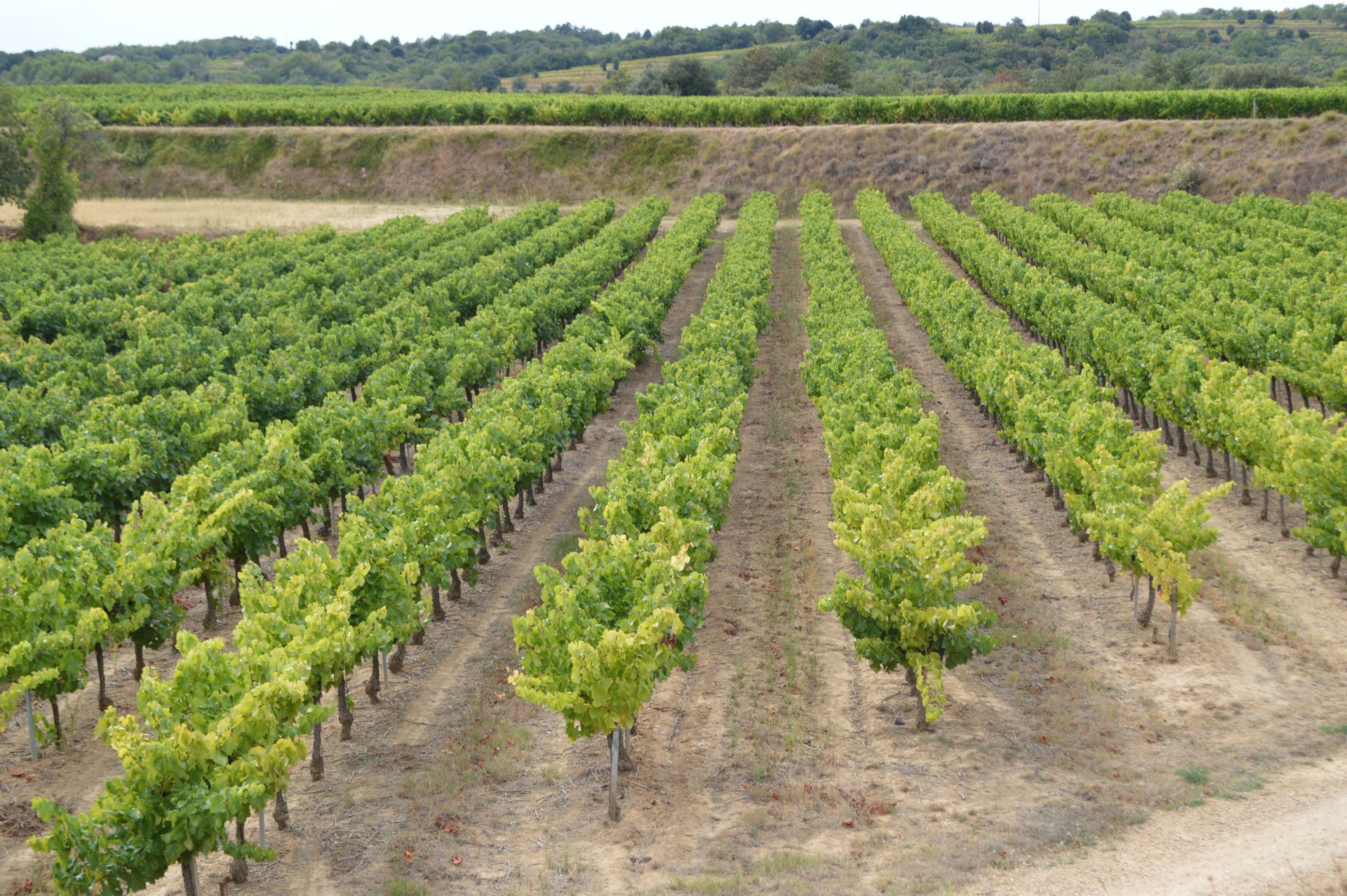 Vignes Mas Meyrieux en terrasses